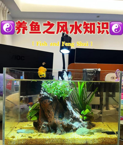 养花桌怎么放鱼缸