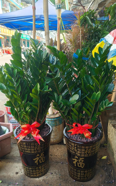 养花盆金钱树花盆