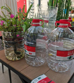 家庭养花用生根粉