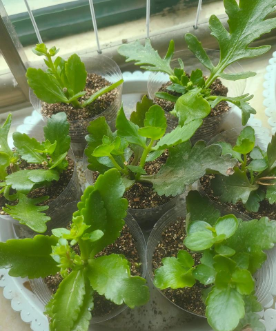 家庭养花用生根粉