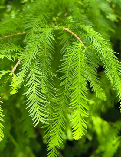 落羽杉树叶怎么养花