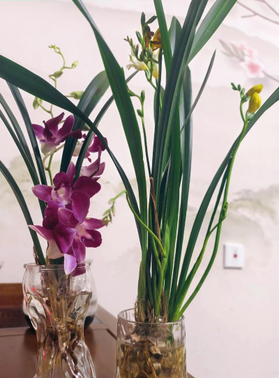 养花解压心情学会独享