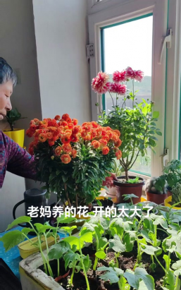 家庭养花用生根粉