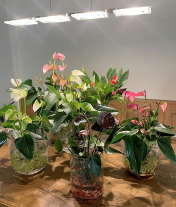 家庭养花用生根粉