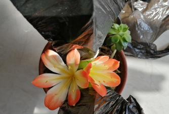 家庭养花用生根粉