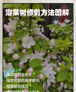 高杆海棠怎么修剪