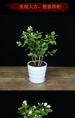 白茉莉好养花苗