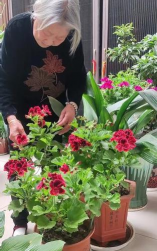 家庭养花用生根粉