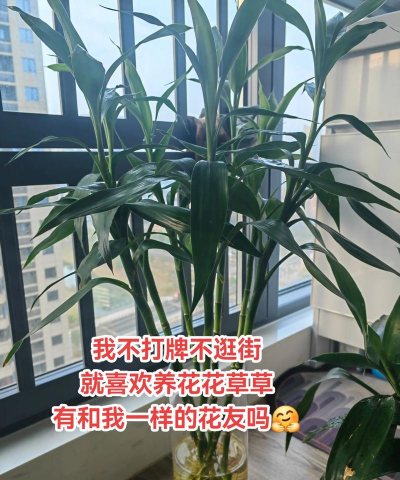 栽培的意思，核心概念，通俗理解