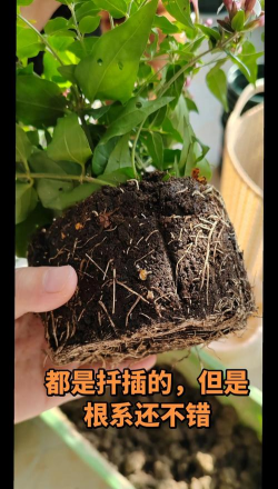 栽培的意思，核心概念，通俗理解