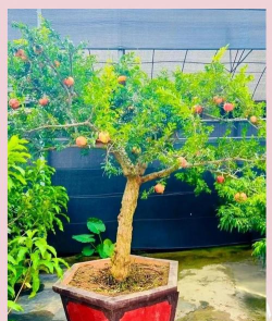 农村院子种果树养花