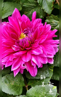 栽培的意思，核心概念，通俗理解