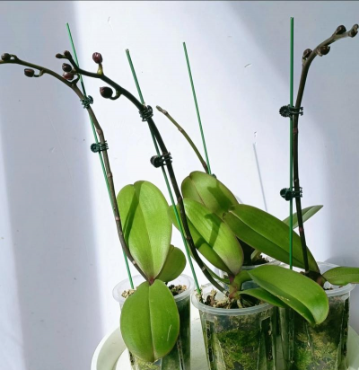 栽培的意思，核心概念，通俗理解