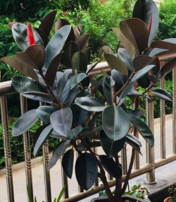 别墅园林绿化设计，打造私密空间，提升居住品质