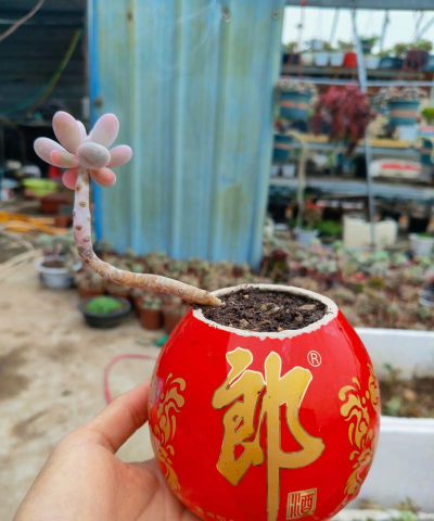 别墅园林绿化设计，打造私密空间，提升居住品质