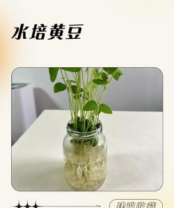 别墅园林绿化设计，打造私密空间，提升居住品质