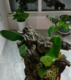 绿化景观设计，提升环境品质，创造宜人空间