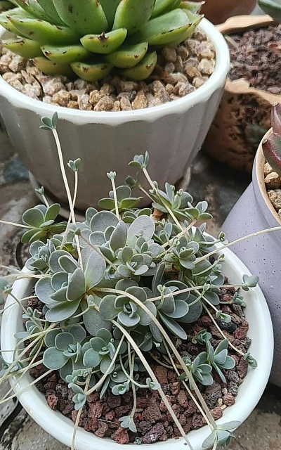 绿化景观设计，提升环境品质，创造宜人空间