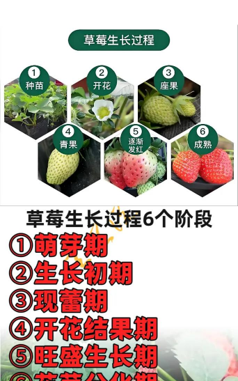 草莓什么时候开始