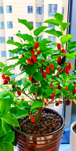 桑树干能养花吗