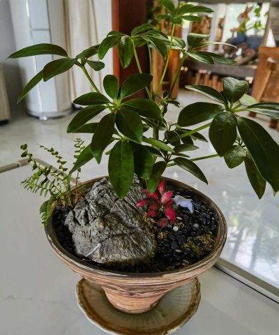 家庭养花用生根粉