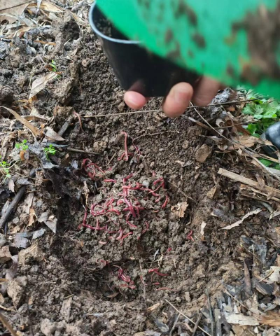 家庭养花用生根粉