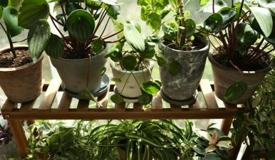 家庭养花用生根粉