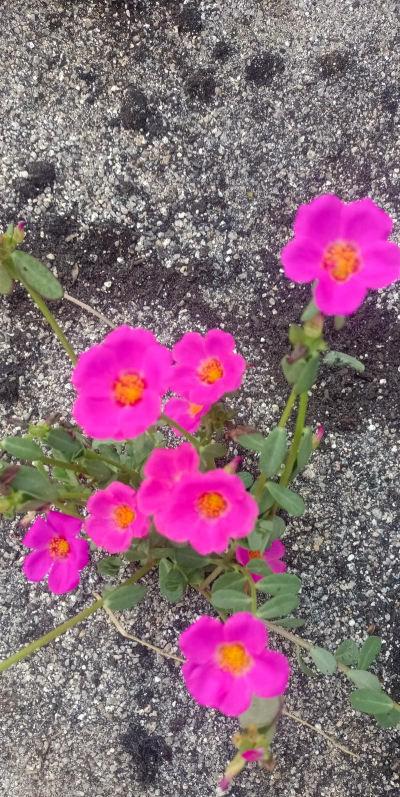 养花阔叶半枝莲好吗