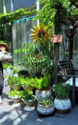 家庭养花用生根粉