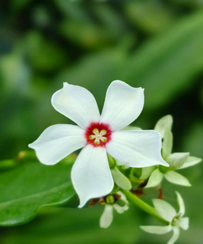 海芒果是什么科