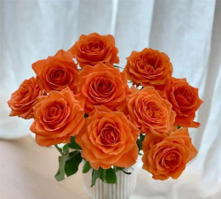 珊瑚橘玫瑰养花方法