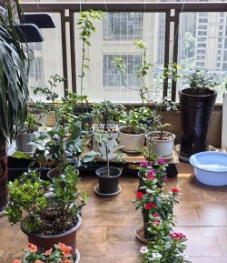 家庭养花用生根粉