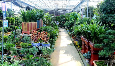 家庭养花用生根粉