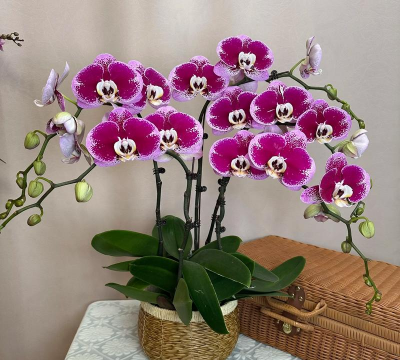 家庭养花用生根粉