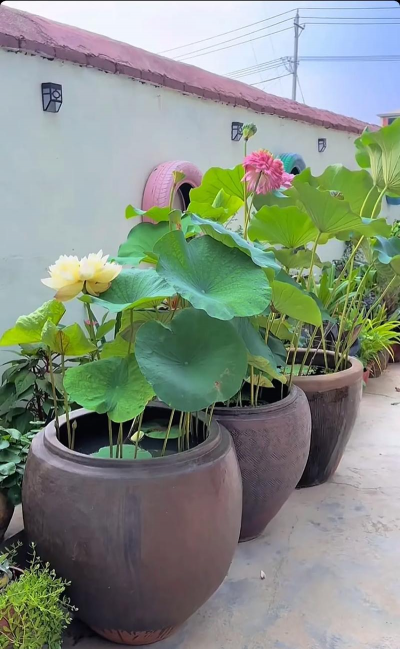 荷花缸种什么荷花