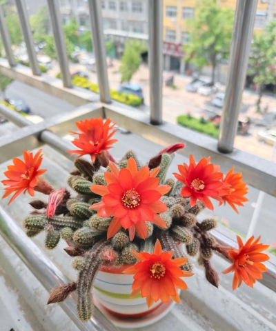 家庭养花用生根粉