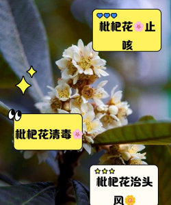 枇杷泡水可以养花吗