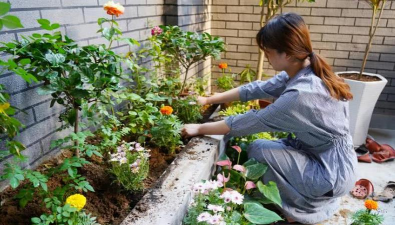 家庭养花用生根粉