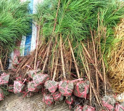 松球可以养花培土吗