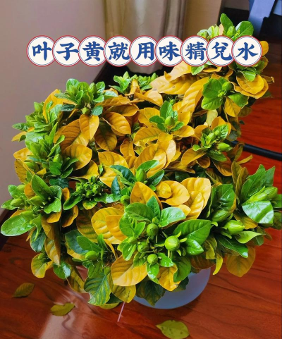 哈萨克斯养花知识讲解