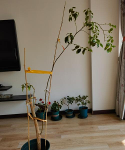 电线杆如何养花