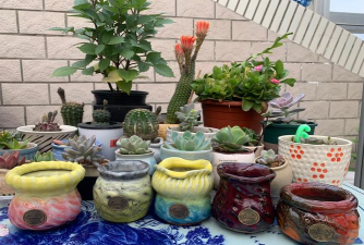 家庭养花用生根粉