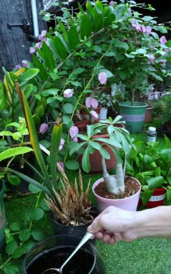 家庭养花用生根粉