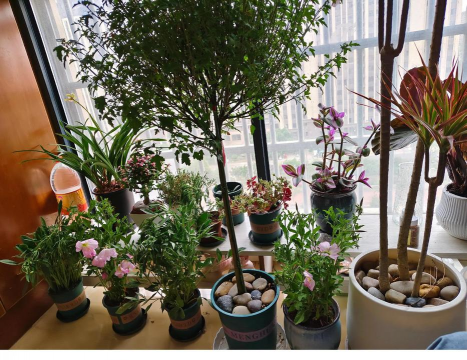 家庭养花用生根粉