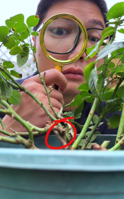 家庭养花用生根粉