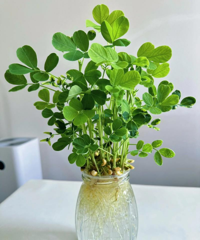 家庭养花用生根粉