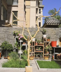 家庭养花用生根粉