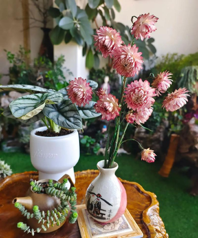 家庭养花用生根粉