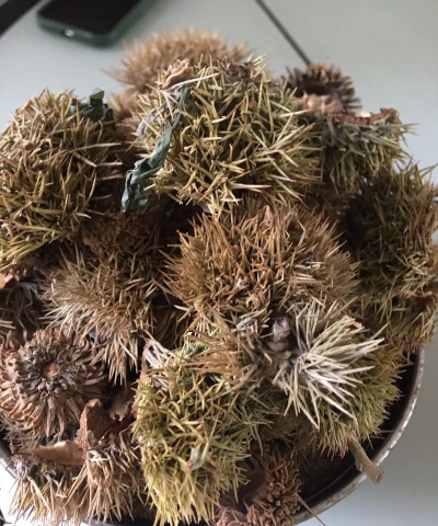 板栗皮能养花吗