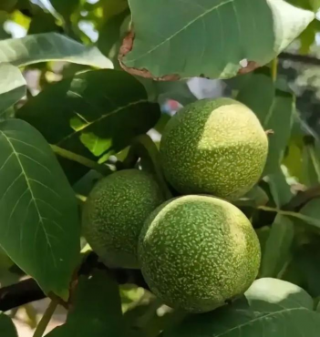 核桃青皮可以养花吗